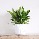 Chinese Evergreen