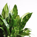 Chinese Evergreen