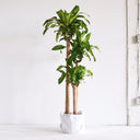 Dracaena Corn Plant