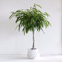 Ficus Alii