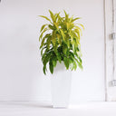 Dracaena 'Limelight'