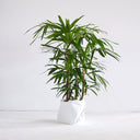 Rhapis Palm