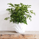 Schefflera