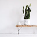 Snake Plant