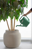 Indoor Plant Maintenance