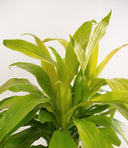 Dracaena 'Limelight'