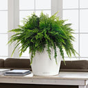 Classico Planter 14" Diameter